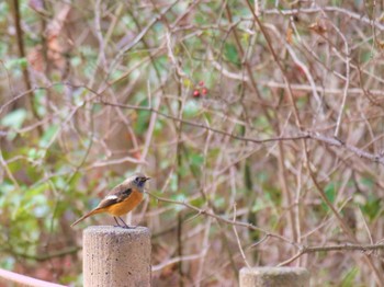 Daurian Redstart 柏市 Thu, 11/17/2022