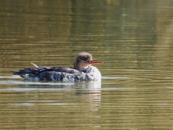 2022年11月17日(木) 奈良市水上池の野鳥観察記録