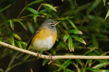 Eyebrowed Thrush 宗像 Wed, 11/16/2022