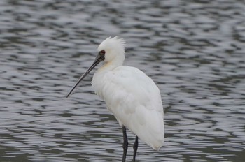 Black-faced Spoonbill Unknown Spots Thu, 11/17/2022