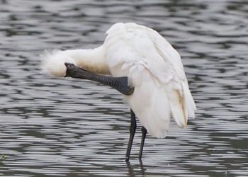 Black-faced Spoonbill Unknown Spots Thu, 11/17/2022