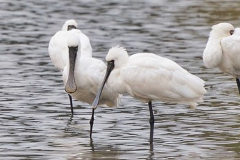 Black-faced Spoonbill 福津市 Thu, 11/17/2022