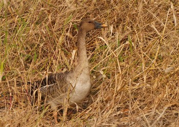 Tundra Bean Goose 宗像市 Thu, 11/17/2022