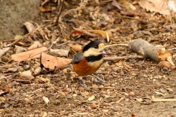 Varied Tit Mitsuike Park Tue, 2/27/2018