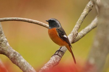 Daurian Redstart 宗像市 Thu, 11/17/2022