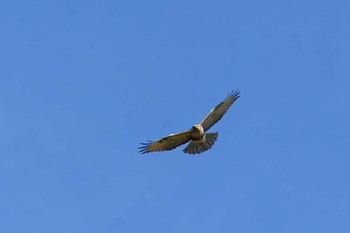 Eastern Buzzard 氷取沢市民の森 Thu, 11/17/2022