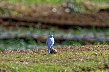 White Wagtail 氷取沢市民の森 Thu, 11/17/2022