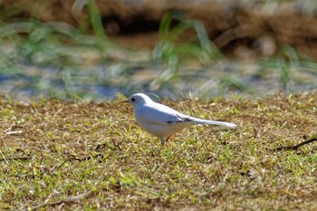 White Wagtail 氷取沢市民の森 Thu, 11/17/2022