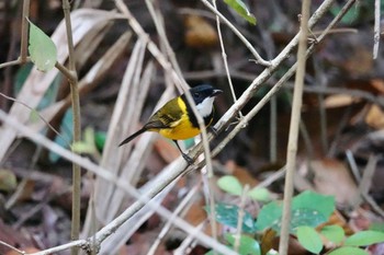 キバラモズヒタキ Chambers Wildlife Rainforest Lodges 周辺 2022年10月5日(水)