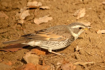 2018年2月27日(火) 三ツ池公園(横浜市鶴見区)の野鳥観察記録