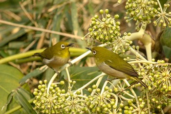 Warbling White-eye Mitsuike Park Tue, 2/27/2018