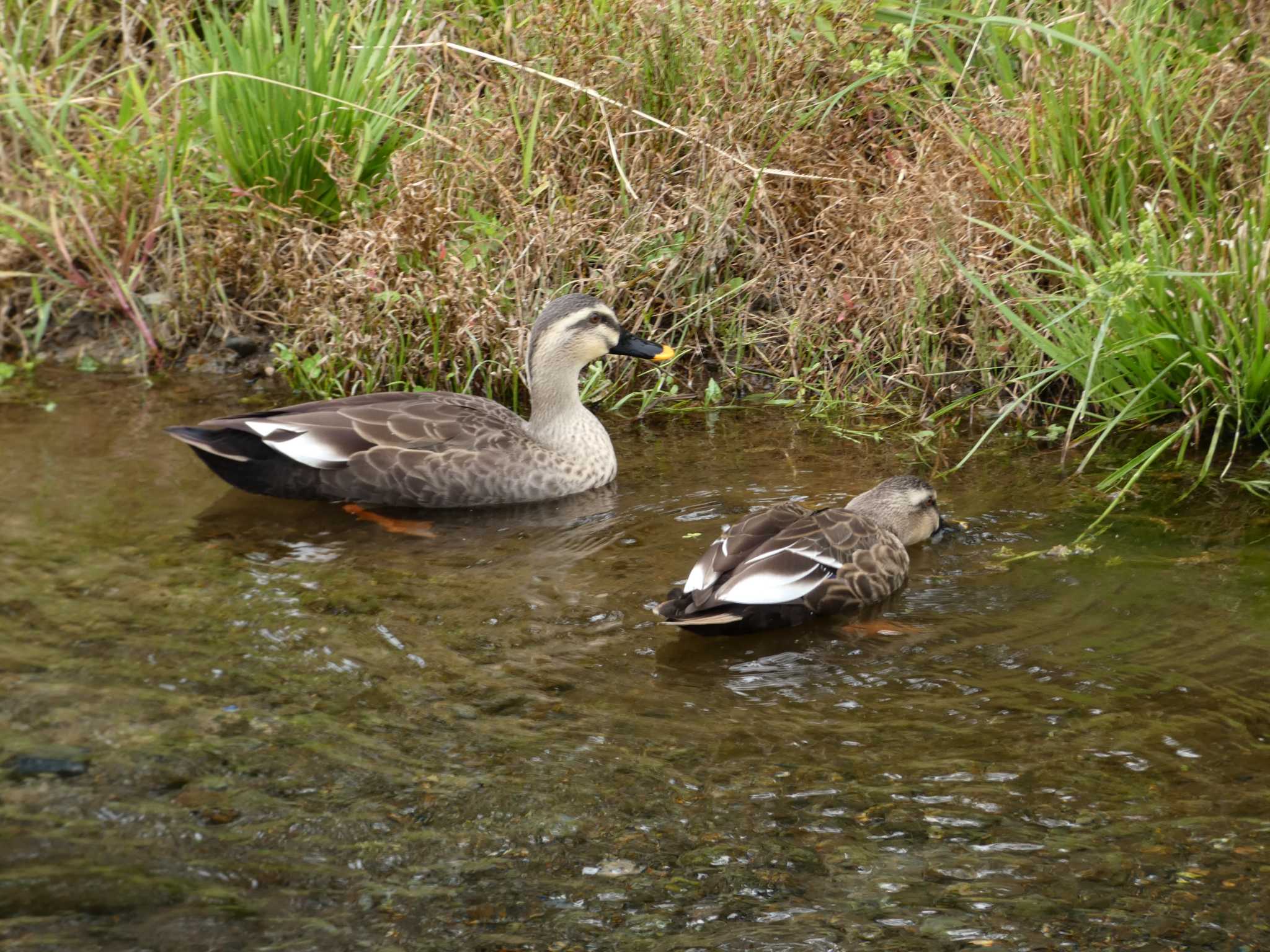 中郷温水池公園(三島市) カルガモの写真 by koshi