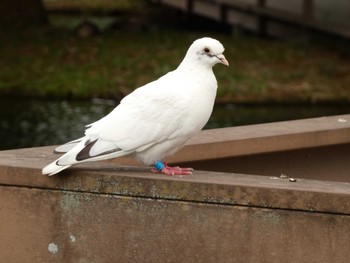 カワラバト 中郷温水池公園(三島市) 2022年10月22日(土)