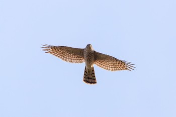 Eurasian Sparrowhawk 各務原市前戸西町付近 Thu, 11/17/2022