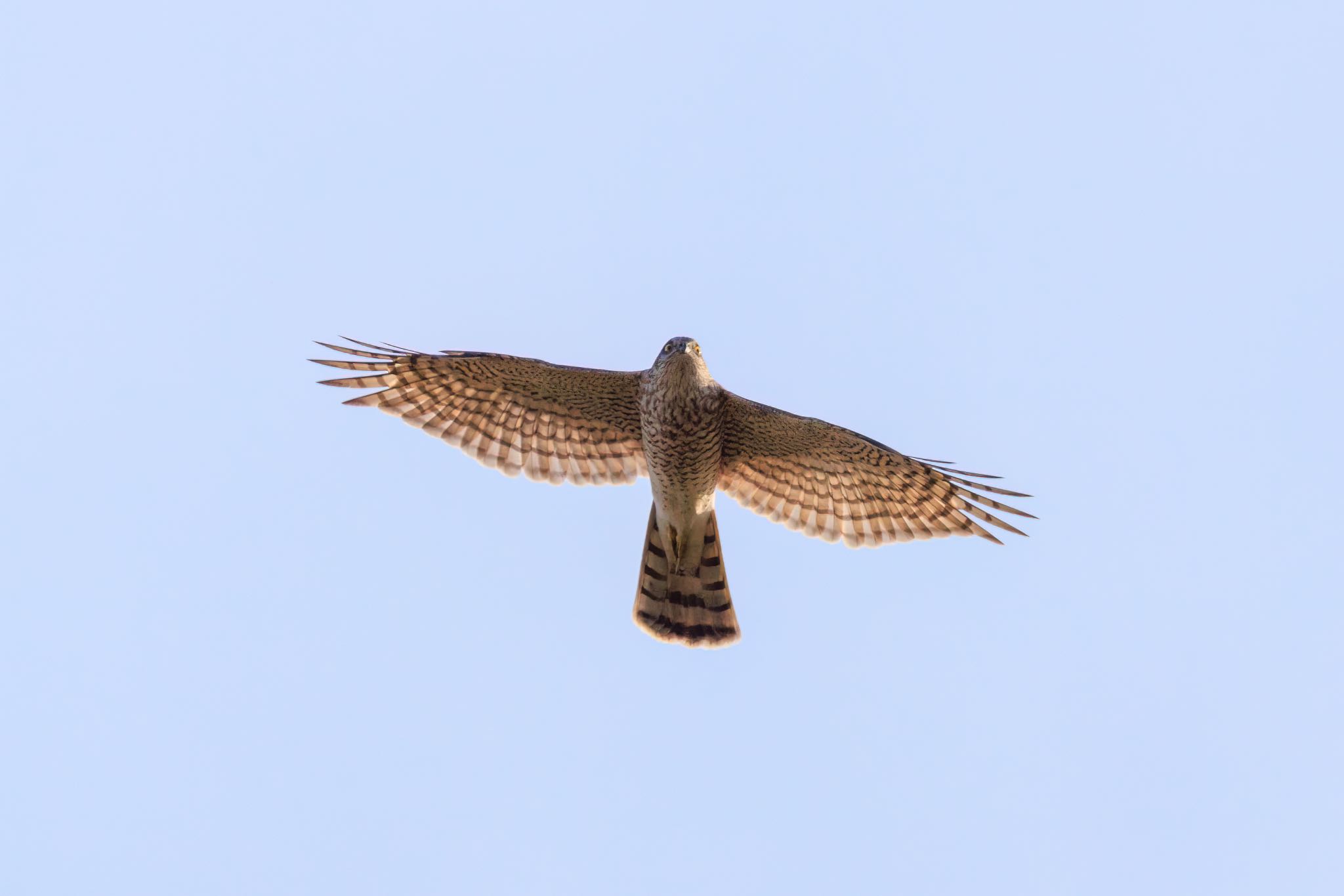 Photo of Eurasian Sparrowhawk at 各務原市前戸西町付近 by アカウント5104