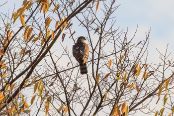 Eurasian Sparrowhawk Unknown Spots Thu, 11/17/2022