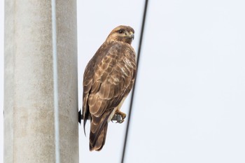 Eastern Buzzard 各務原市各務東町付近 Thu, 11/17/2022