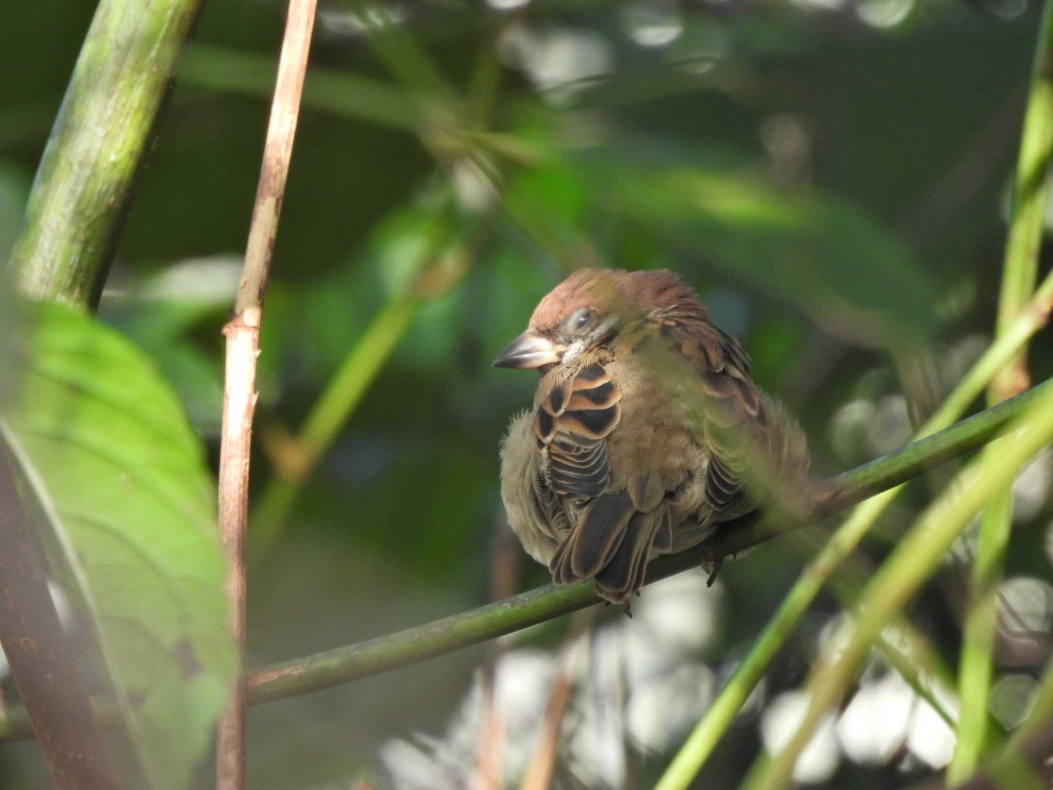 眠い雀... by NM🐥📷