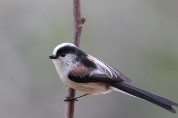 Long-tailed Tit 東京都多摩地域 Thu, 11/17/2022