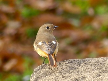 2022年11月16日(水) 鶴ヶ島市運動公園の野鳥観察記録