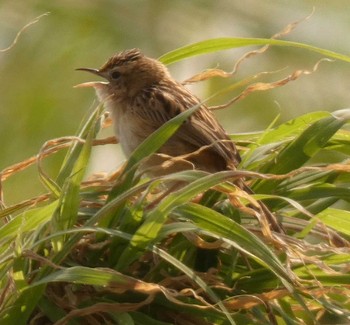 Zitting Cisticola Yoron Island Tue, 2/27/2018