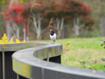 セグロセキレイ みちのく杜の湖畔公園 2022年10月22日(土)