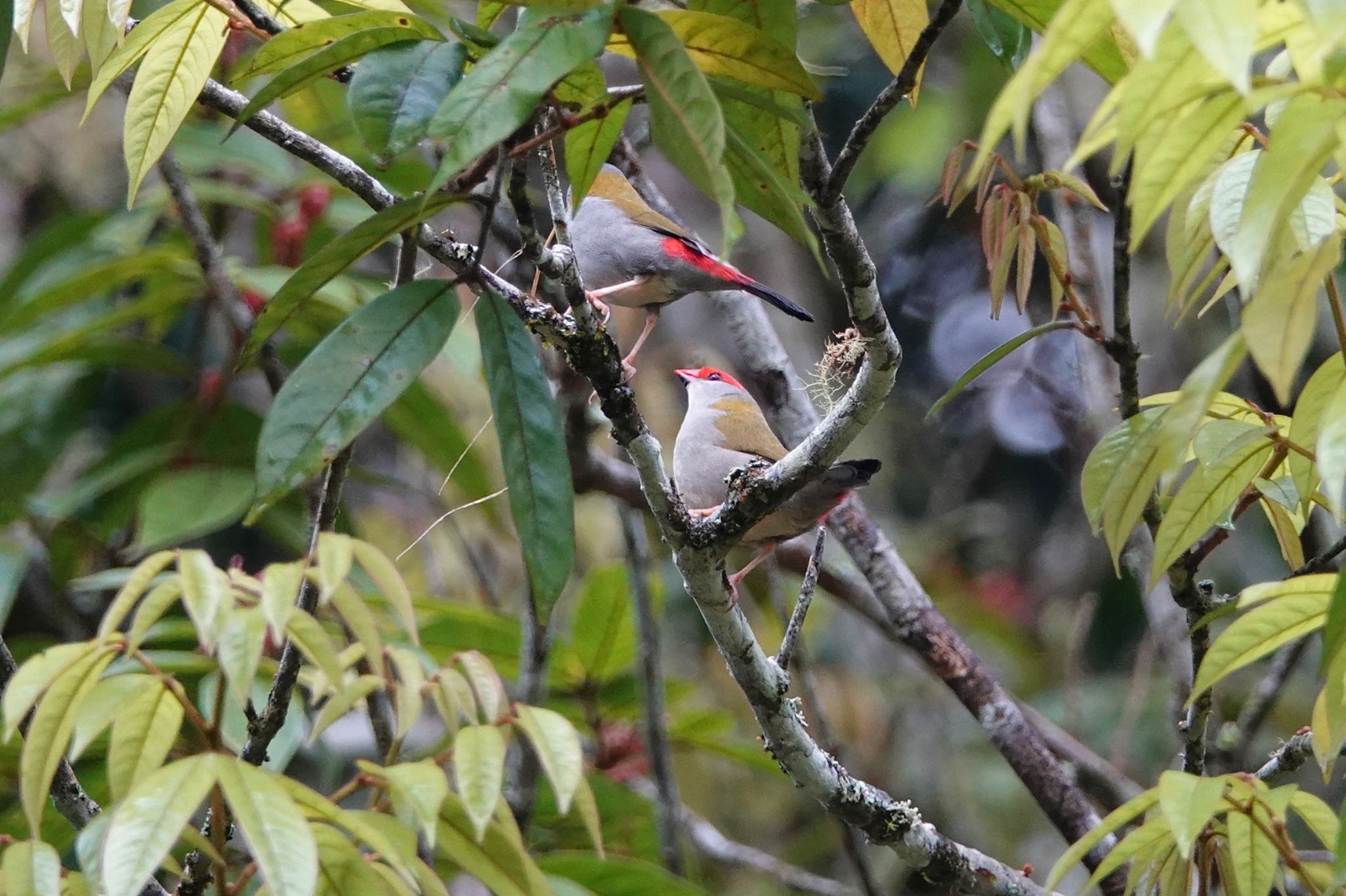 Chambers Wildlife Rainforest Lodges 周辺 フヨウチョウの写真 by のどか