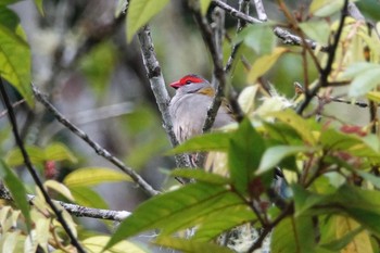 Red-browed Finch Chambers Wildlife Rainforest Lodges 周辺 Thu, 10/6/2022