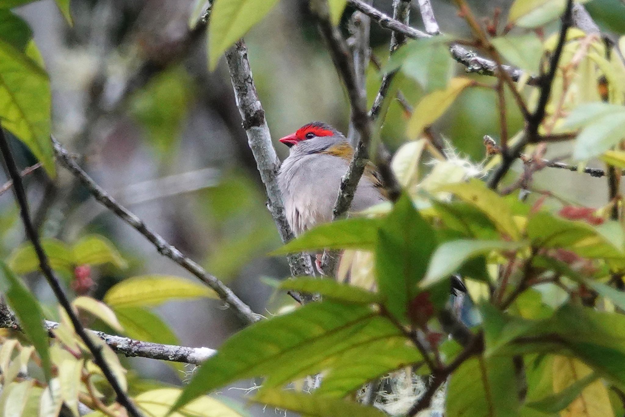 Photo of Red-browed Finch at Chambers Wildlife Rainforest Lodges 周辺 by のどか