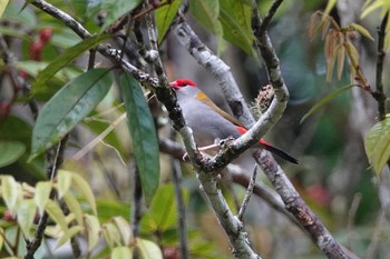 Red-browed Finch Chambers Wildlife Rainforest Lodges 周辺 Thu, 10/6/2022