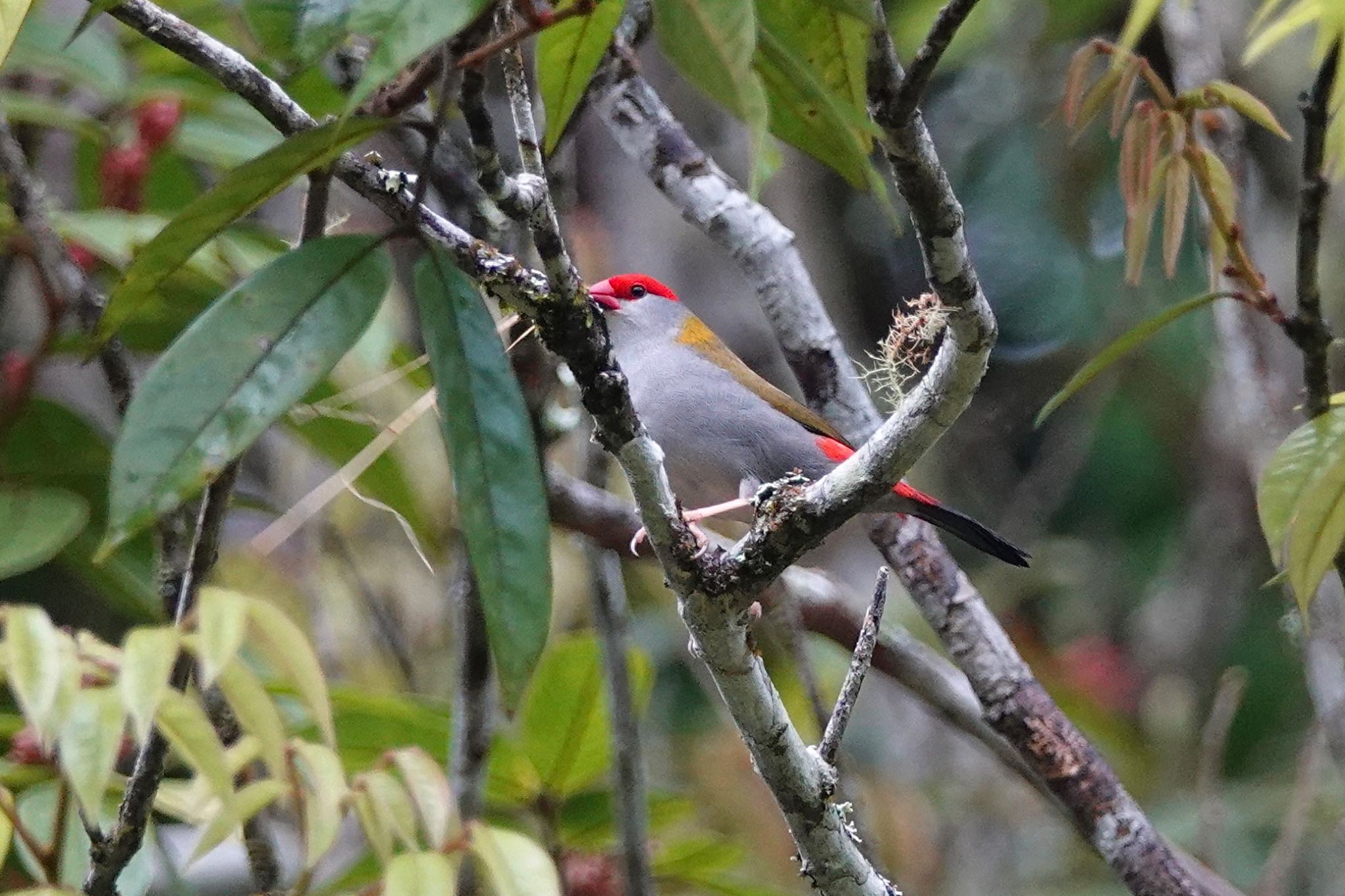 Chambers Wildlife Rainforest Lodges 周辺 フヨウチョウの写真 by のどか