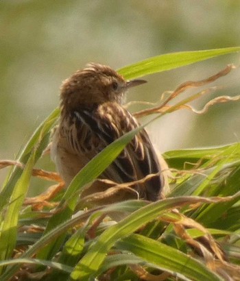 Zitting Cisticola Yoron Island Tue, 2/27/2018