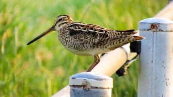 Latham's Snipe 北海道 Sat, 5/21/2016