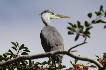 アオサギ 明石公園 2022年10月16日(日)