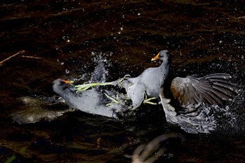 Common Moorhen Unknown Spots Tue, 11/8/2022