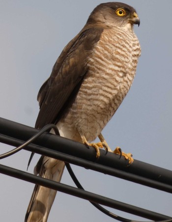 Japanese Sparrowhawk(iwasakii) Yoron Island Tue, 2/27/2018