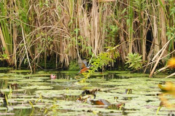 カワセミ 善福寺公園 2022年10月10日(月)