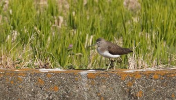 Dunlin 倉敷市藤戸町 Fri, 11/18/2022