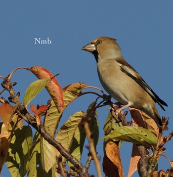 Hawfinch Unknown Spots Unknown Date