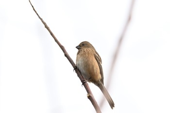 Siberian Long-tailed Rosefinch ベニコ2次から次に出てくる Tue, 11/15/2022