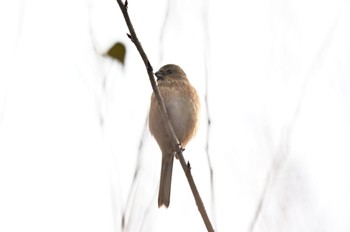 Siberian Long-tailed Rosefinch ベニコ1 Tue, 11/15/2022