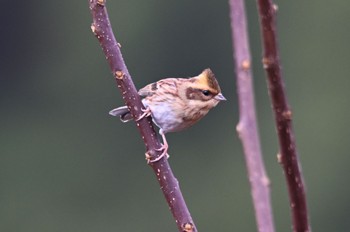 Yellow-throated Bunting 山のミヤマ1 Tue, 11/15/2022