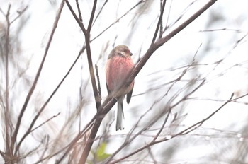 Siberian Long-tailed Rosefinch 山のベニオ2 Tue, 11/15/2022