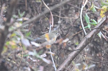 Red-flanked Bluetail Unknown Spots Tue, 11/15/2022