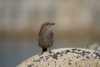 Blue Rock Thrush 御津漁港 Fri, 11/18/2022