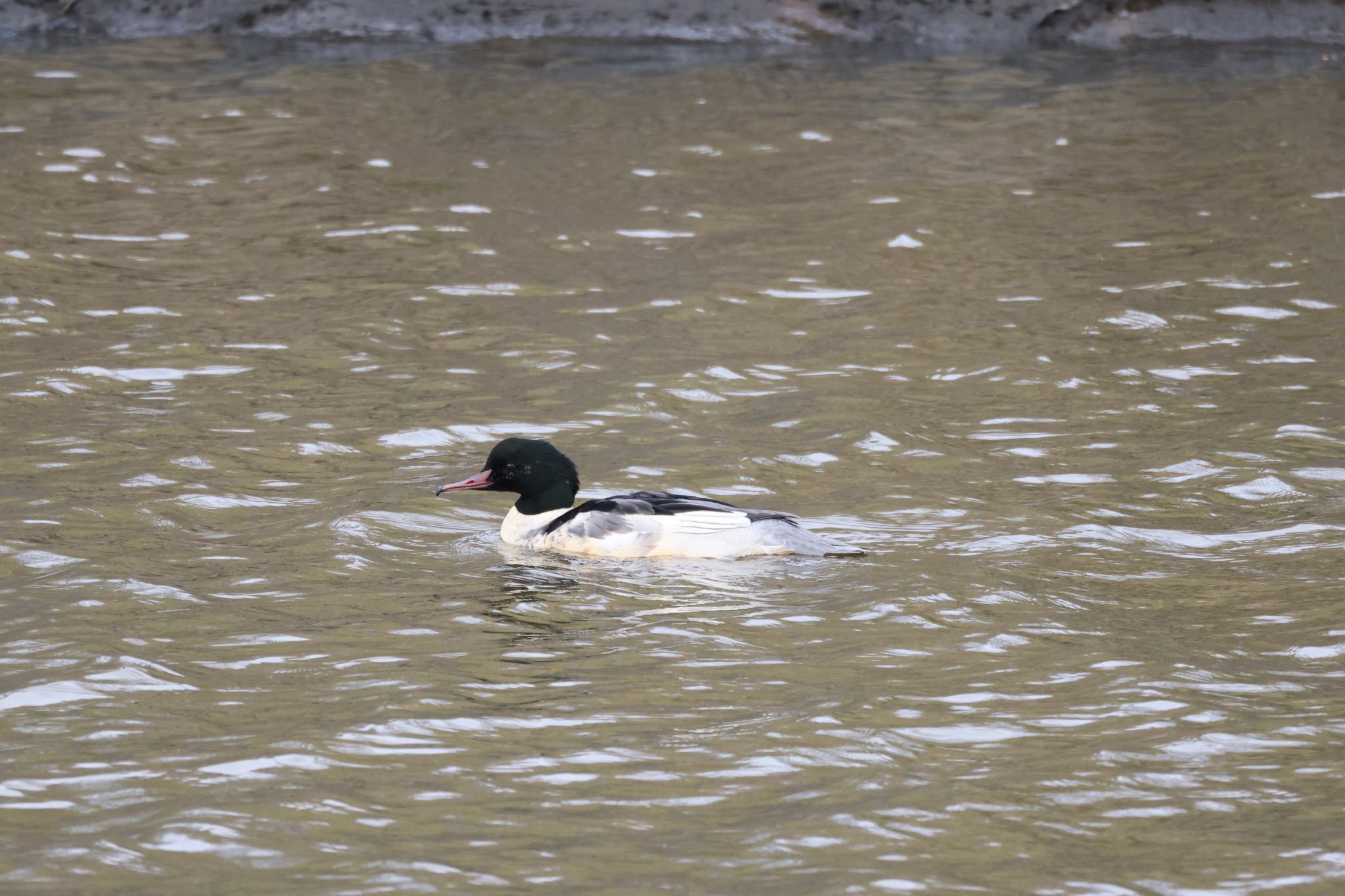 Common Merganser