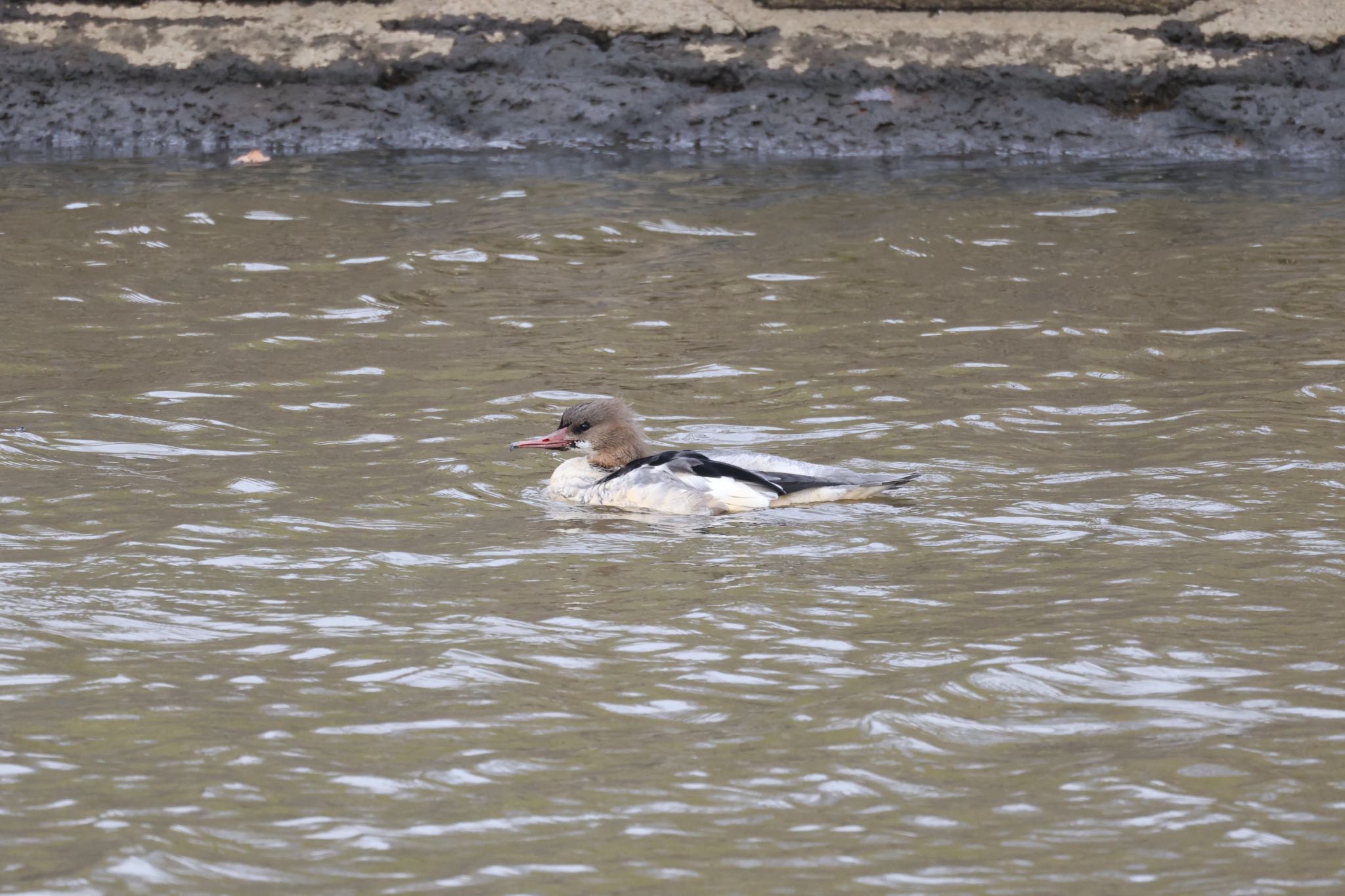 Common Merganser