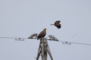 2022年11月18日(金) 東屯田遊水地の野鳥観察記録