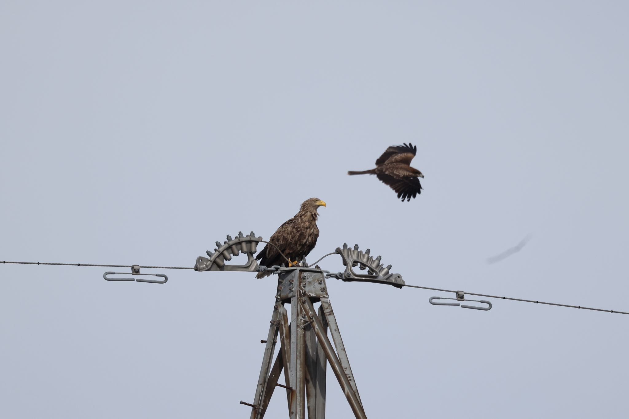 White-tailed Eagle