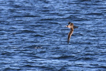 Black-footed Albatross 大洗-苫小牧航路 Fri, 10/28/2022